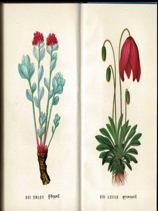 Qinghai-Tibet Plateau Drugs Illustrated. Book Two (Medicine)