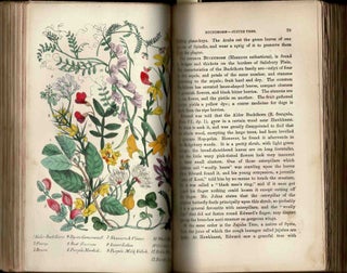 Item #100630 Rambles in Search of Wild Flowers, and How to Distinguish Them. Margaret Plues