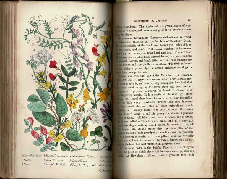 Item #100630 Rambles in Search of Wild Flowers, and How to Distinguish Them. Margaret Plues.
