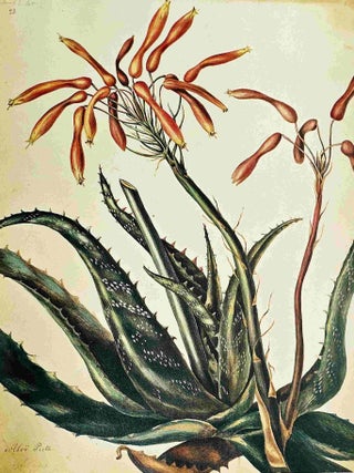 The Medicinal Plants of Mauritius