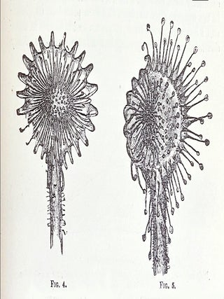 Insectivorous Plants