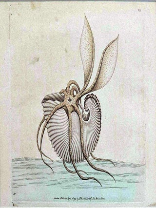 Argonaut, or, Paper Nautilus c.1792. George Shaw.