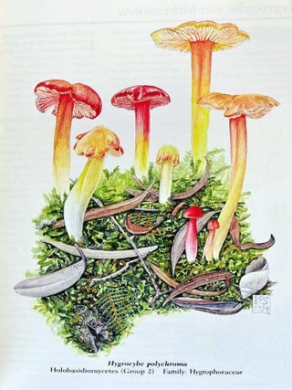 Fungi of Southern Australia
