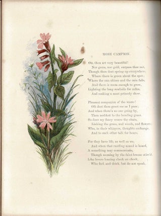 Common Wayside Flowers [First Edition]