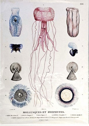 Item #95919 Mollusques et Zoophytes. Charles Alexandre Lesueur