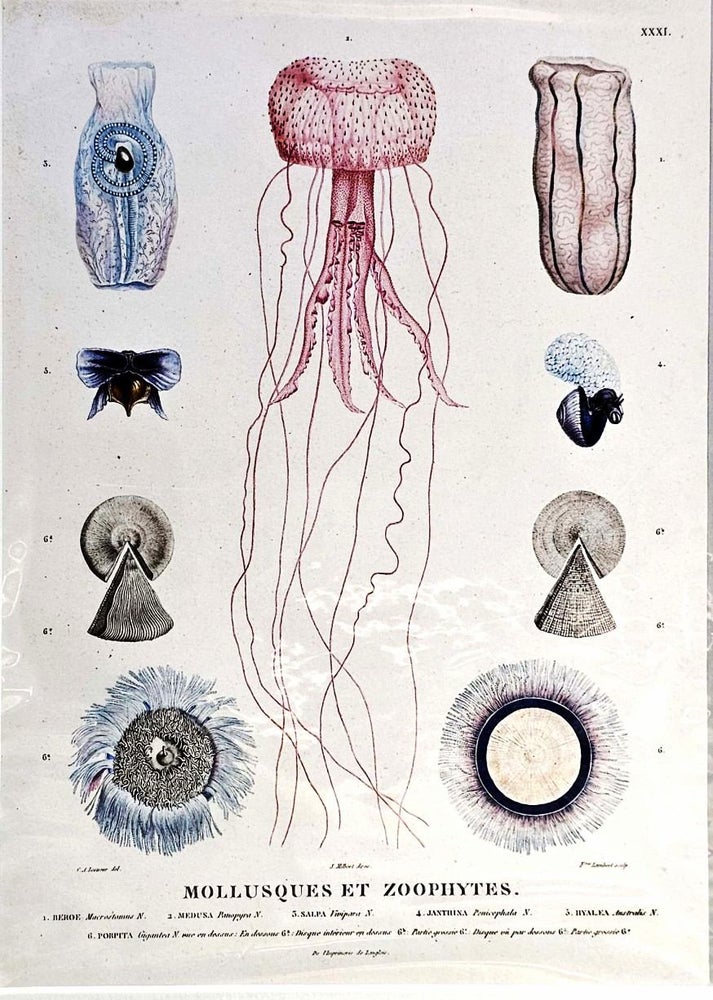 Item #95919 Mollusques et Zoophytes. Charles Alexandre Lesueur.