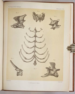 Item #97683 Report on some points in the Anatomy of the Thylacine (Thylacinus cynocephalus),...